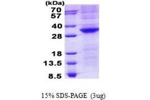 Image no. 1 for POU Class 5 Homeobox 1 (POU5F1) protein (His tag) (ABIN1098764)