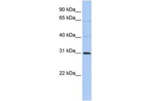 Western Blotting (WB) image for anti-Chromosome 10 Open Reading Frame 184 (C1ORF184) antibody (ABIN2463919)