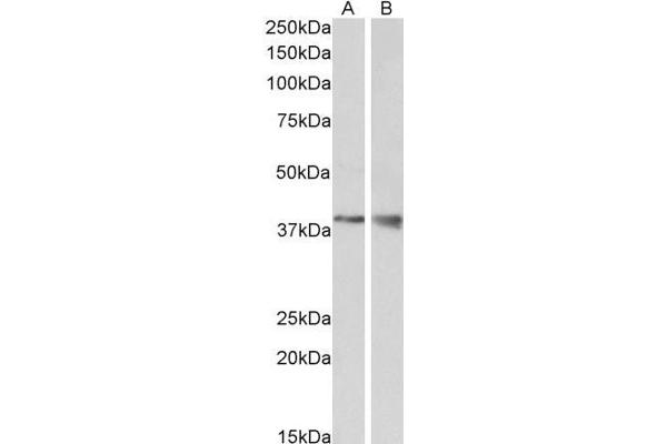 WNT9B antibody  (Internal Region)