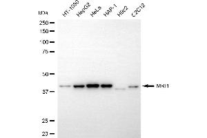 Western blotting analysis using MRI1 antibody (ABIN7799398).