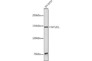 Western blot analysis of extracts of SH-SY5Y cells, using MTUS1 antibody (ABIN6132369, ABIN6144186, ABIN6144188 and ABIN6217434) at 1:1000 dilution. (MTUS1 antibody  (AA 207-436))