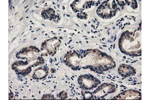 Image no. 1 for anti-Sepiapterin Reductase (SPR) antibody (ABIN1501111) (SPR antibody)