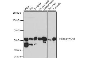 Western blot analysis of extracts of various cell lines, using PIK3R3/p55PIK Rabbit mAb (ABIN1680999, ABIN3018371, ABIN3018372 and ABIN7101604) at 1:1000 dilution. (PIK3R3 antibody)