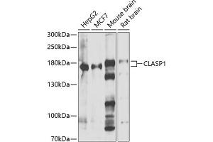 Western blot analysis of extracts of various cell lines, using CL antibody (ABIN6127635, ABIN6138659, ABIN6138660 and ABIN6222880) at 1:1000 dilution.