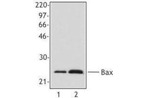 Western Blotting (WB) image for anti-BCL2-Associated X Protein (BAX) antibody (ABIN2666259) (BAX antibody)