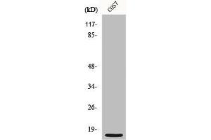 Western Blot analysis of COS7 cells using MRP-S21 Polyclonal Antibody (MRPS21 antibody  (Internal Region))