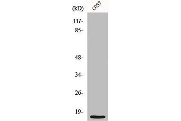 MRPS21 antibody  (Internal Region)