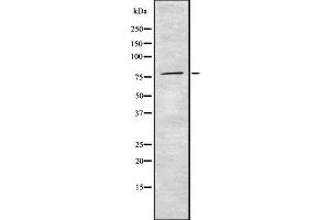 Western blot analysis of Prestin using HuvEc whole cell lysates (SLC26A5 antibody  (Internal Region))