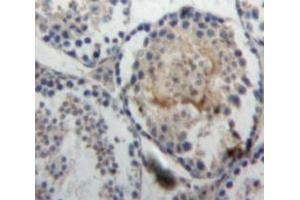 IHC-P analysis of Testis tissue, with DAB staining. (Ghrelin antibody  (AA 28-117))