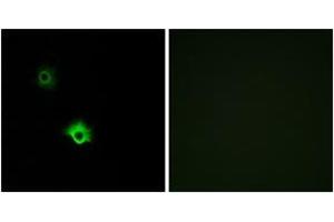 Immunofluorescence analysis of A549 cells, using GALR3 Antibody. (GALR3 antibody  (AA 291-340))