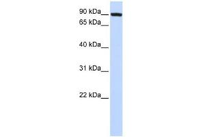 WB Suggested Anti-TFR2 Antibody Titration:  0. (Transferrin Receptor 2 antibody  (N-Term))