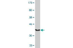 Western Blot detection against Immunogen (36. (SPEF2 antibody  (AA 324-422))