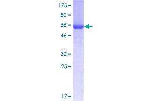 Annexin A2 Protein (ANXA2) (AA 1-339) (GST tag)