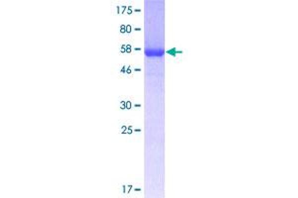 Annexin A2 Protein (ANXA2) (AA 1-339) (GST tag)