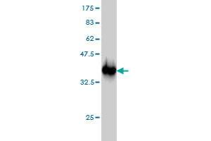 Western Blot detection against Immunogen (36.