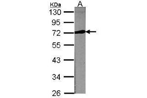 WB Image Sample (30 ug of whole cell lysate) A:NIH-3T3 10% SDS PAGE antibody diluted at 1:1000