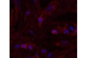 Immunofluorescence analysis of Human breast tissue using alpha Lactalbumin Monoclonal Antibody at dilution of 1:200. (LALBA antibody)