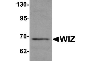 Western Blotting (WB) image for anti-Zinc Finger Protein 803 (ZNF803) (C-Term) antibody (ABIN1030802) (WIZ antibody  (C-Term))