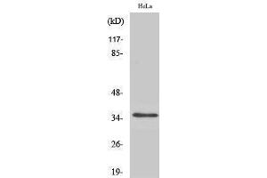 Western Blotting (WB) image for anti-Olfactory Receptor, Family 52, Subfamily A, Member 1 (OR52A1) (Internal Region) antibody (ABIN3186125) (OR52A1 antibody  (Internal Region))