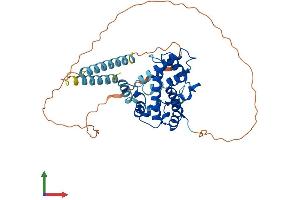 AlphaFold protein structure predicition of Human Recombinant PLEKHA8P1 Protein, UniprotID O95397