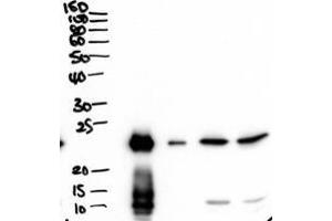 ABIN1590136 (2µg/ml) staining of secretions from Human primary airway cells in culture (lanes 1 and 2), and in Human Bronchoalveolar Lavage fluid (lanes 3 and 4) .