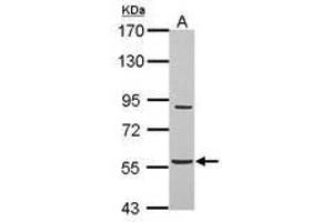 BAT5 anticorps  (AA 14-261)
