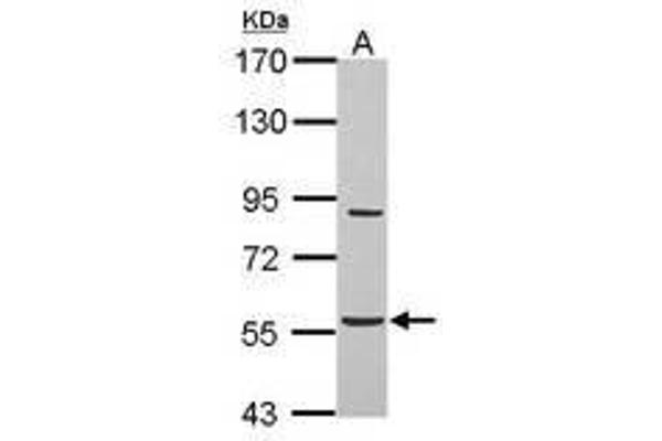BAT5 抗体  (AA 14-261)