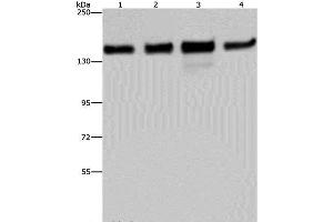 Western Blot analysis of 293T, Hela, A172 and A549 cell using GOLGA2 Polyclonal Antibody at dilution of 1:600 (Golgin A2 (GOLGA2) antibody)