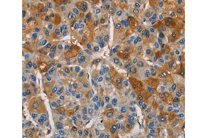 Immunohistochemistry (IHC) image for anti-Cystatin S (CST4) antibody (ABIN2429466) (CST4 antibody)