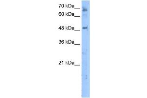LENG4 antibody used at 5 ug/ml to detect target protein. (MBOAT7 antibody  (C-Term))