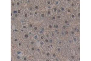 IHC-P analysis of Human Tissue, with DAB staining. (HIST1H2AB antibody  (AA 2-130))