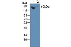 Western blot analysis of (1) Human Blood Cells and (2) Human Lung Tissue.