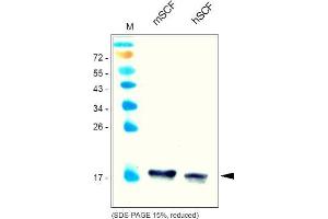 Western Analysis of anti-Mouse SCF Cat. (KIT Ligand antibody  (AA 26-189))