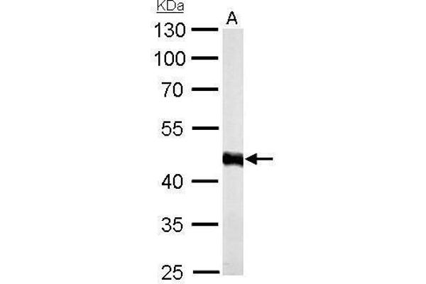 ADK antibody