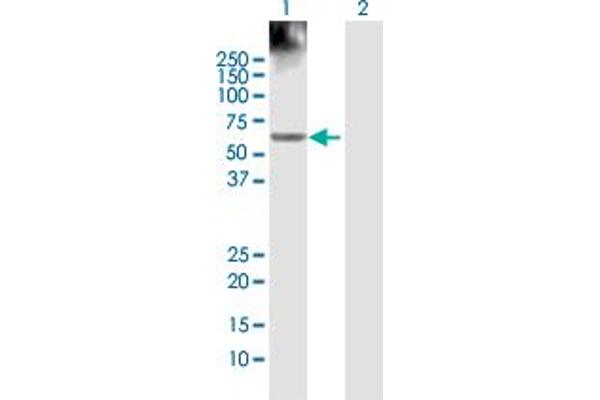 PHACS antibody  (AA 1-501)