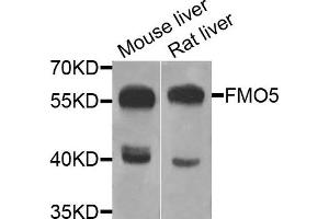 Western blot analysis of extracts of mouse liver and rat liver cells, using FMO5 antibody.