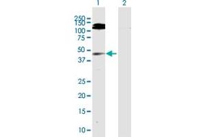 Western Blot analysis of GMDS expression in transfected 293T cell line by GMDS MaxPab polyclonal antibody. (GMDS antibody  (AA 1-372))