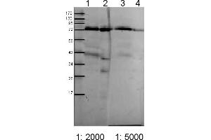 Image no. 1 for anti-Chloroplast Outer Envelope Membrane Translocon Complex Oep75 Protein (Toc75) antibody (ABIN488514) (Toc75 antibody)