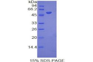 SDS-PAGE analysis of Mouse Interferon alpha 8 Protein. (IFNA8 Protein)