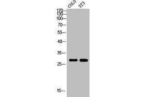 Western Blot analysis of COLO NIH-3T3 cells using Rab 6A Polyclonal Antibody (RAB6A antibody  (Internal Region))