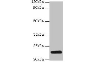 Western blot All lanes: rpiA antibody at 2 μg/mL + DH5a whole cell lysate Secondary Goat polyclonal to rabbit IgG at 1/10000 dilution Predicted band size: 23 kDa Observed band size: 23 kDa (Ribose 5-Phosphate Isomerase A (RPIA) (AA 1-219) antibody)