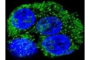 Confocal immunofluorescent analysis of CD36 antibody with HepG2 cells followed by Alexa Fluor 488-conjugated goat anti-rabbit lgG (green). (CD36 antibody  (AA 213-242))