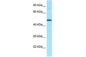 WB Suggested Anti-HPSE2 Antibody Titration: 1. (Heparanase 2 antibody  (N-Term))