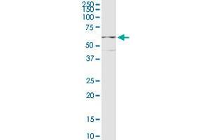 CPEB1 MaxPab rabbit polyclonal antibody. (CPEB1 antibody  (AA 1-486))