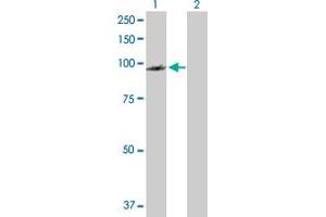Western Blot analysis of PDCD6IP expression in transfected 293T cell line by PDCD6IP MaxPab polyclonal antibody. (ALIX antibody  (AA 1-868))