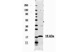 Image no. 1 for anti-Interleukin 1, beta (IL1B) (N-Term) antibody (ABIN1102518) (IL-1 beta antibody  (N-Term))