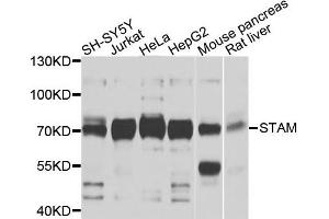 Western blot analysis of extracts of various cells, using STAM antibody.