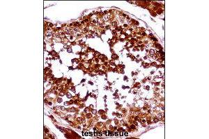 Immunohistochemistry (Formalin/PFA-fixed paraffin-embedded sections) of human testis tissue with HSFX1 polyclonal antibody  followed by peroxidase conjugation of the secondary antibody and DAB staining. (HSFX1 antibody  (AA 201-230))