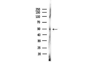 anti-Forkhead Box D3 (FOXD3) (Internal Region) antibody