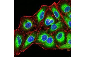 Immunofluorescence analysis of Hela cells using EMD mouse mAb (green). (Emerin antibody  (AA 1-222))